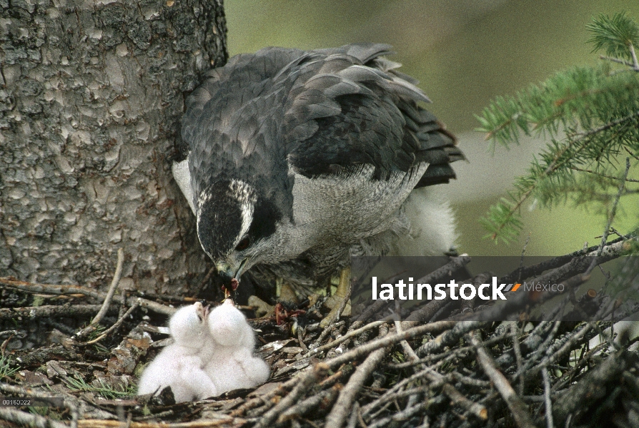 Padre de Azor (Accipiter gentilis) norte en nido con polluelos, América del norte