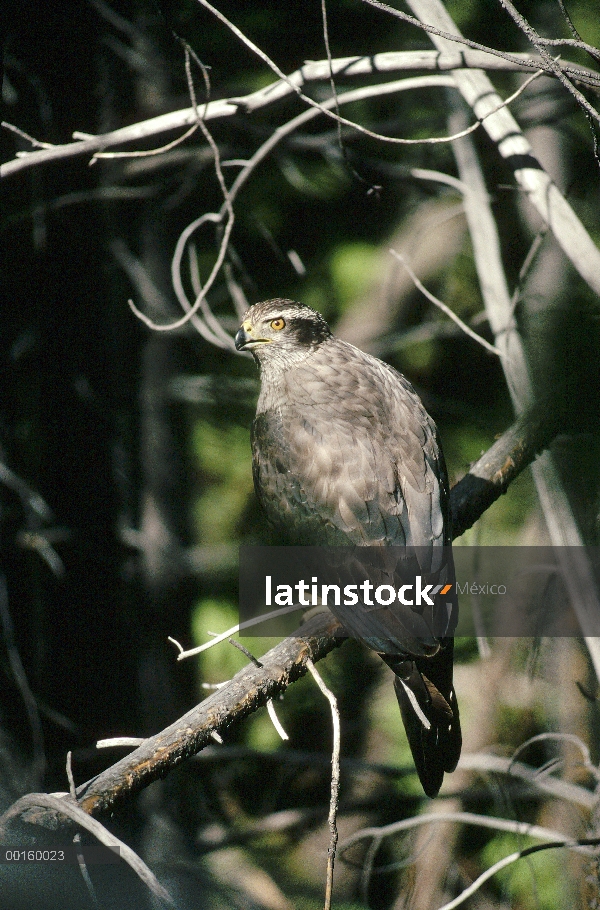 Azor (Accipiter gentilis) perchado en la rama, América del norte