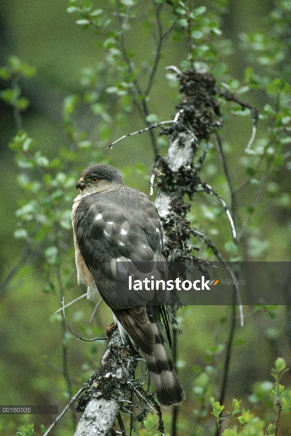 Agudo – shinned Hawk (Accipiter striatus) perchado en la rama, América del norte