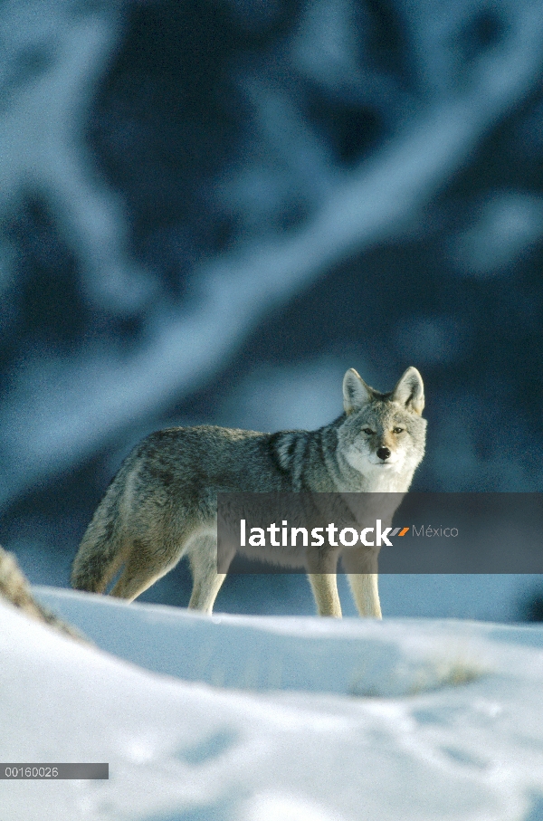 Coyote (Canis latrans) en nieve, América del norte