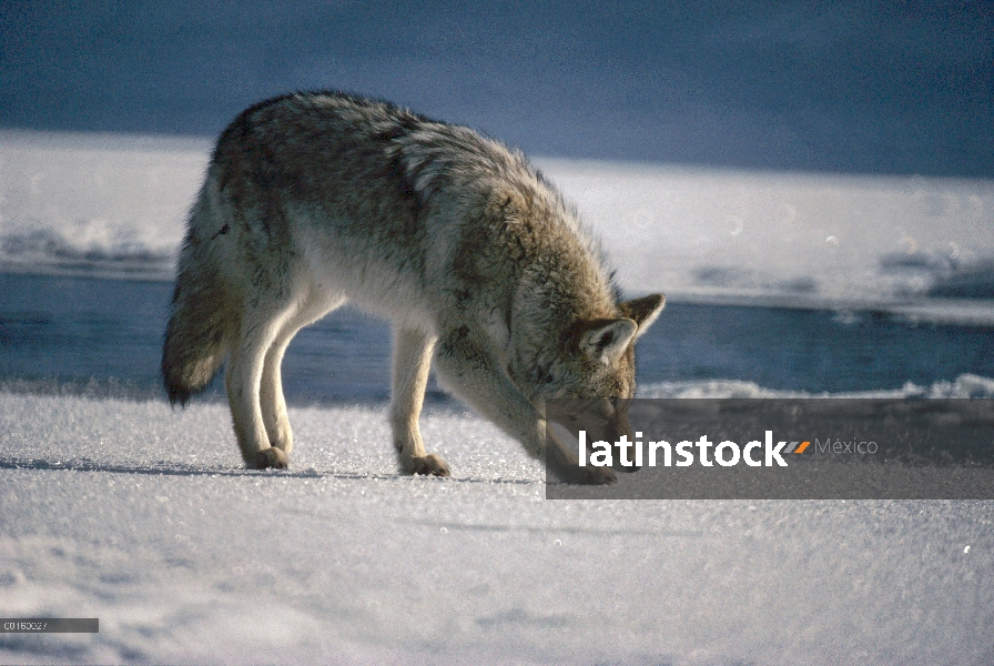 Presa del coyote (Canis latrans) seguimiento, América del norte