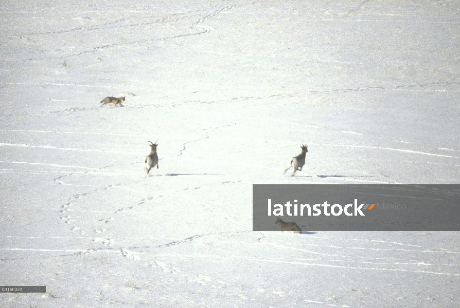 Coyote (Canis latrans) par caza dos borrego cimarrón (Ovis canadensis) en campo de nieve, América de