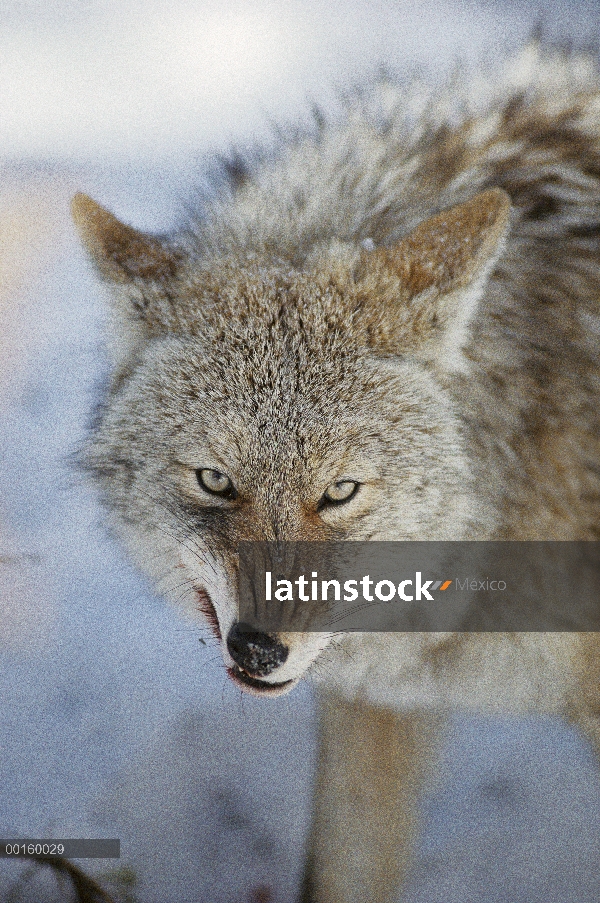 Coyote (Canis latrans) parece gruñido mientras se alimenta de canal de ciervos, América del norte