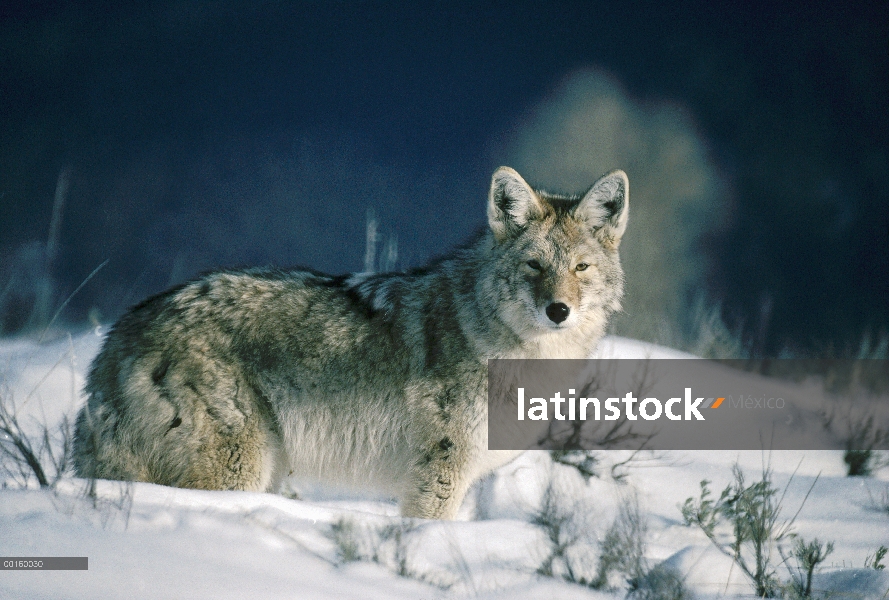 Retrato de Coyote (Canis latrans) en la nieve, América del norte