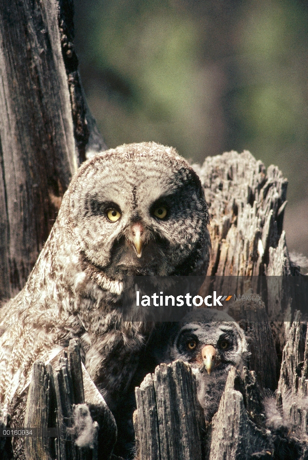 Gran padre de Gray Owl (Strix nebulosa) con chick en cavidad del nido en la primavera, Idaho