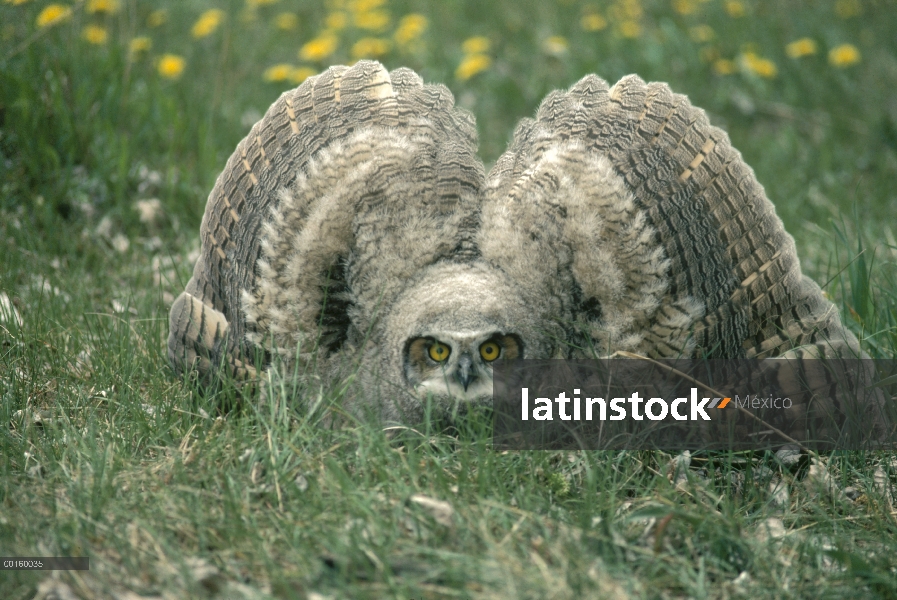 Polluelo de búho tucúquere (Bubo virginianus) en postura defensiva, primavera, Idaho