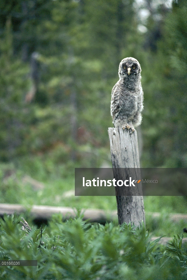 Gran Bigotona de cuatro semana de edad Gray Owl (Strix nebulosa) perchas de gancho en la primavera, 