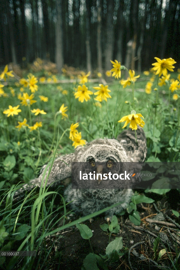 Gran Bigotona de cuatro semana de edad de Gray Owl (Strix nebulosa) en el suelo del bosque en medio 