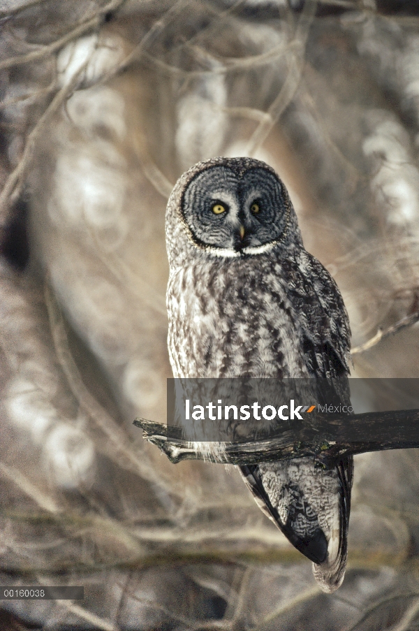 Gris cárabo (Strix nebulosa) percha de árbol en el invierno, Idaho