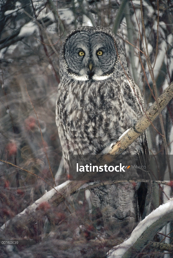 Gris cárabo (Strix nebulosa) percha de árbol en el invierno, Idaho