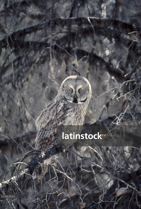 Gris cárabo (Strix nebulosa) camuflado en árbol, verano, Idaho