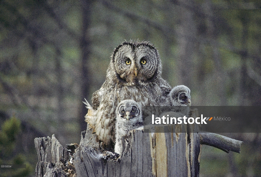 Gran padre de Gray Owl (Strix nebulosa) con los mochuelos en cavidad del nido en la parte superior d