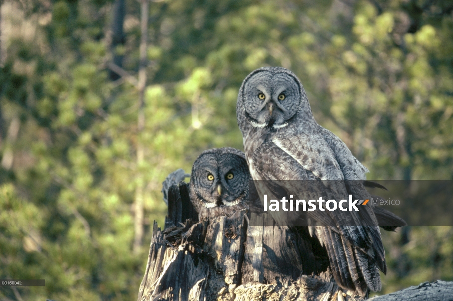 Gran buho gris (Strix nebulosa) pareja anida cavidad en la parte superior del gancho en la primavera