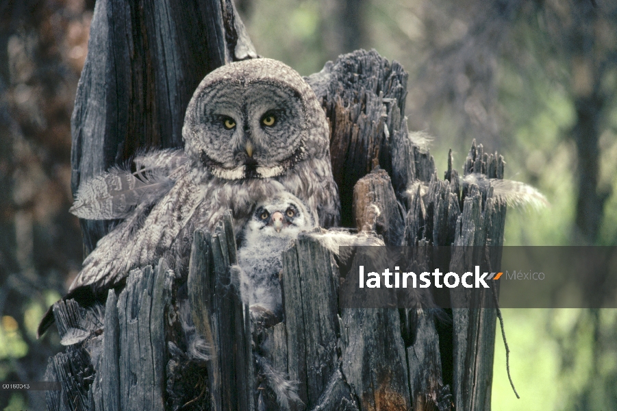 Gran hembra empollando Gray Owl (Strix nebulosa) con pollo en nido de cavidad en la parte superior d