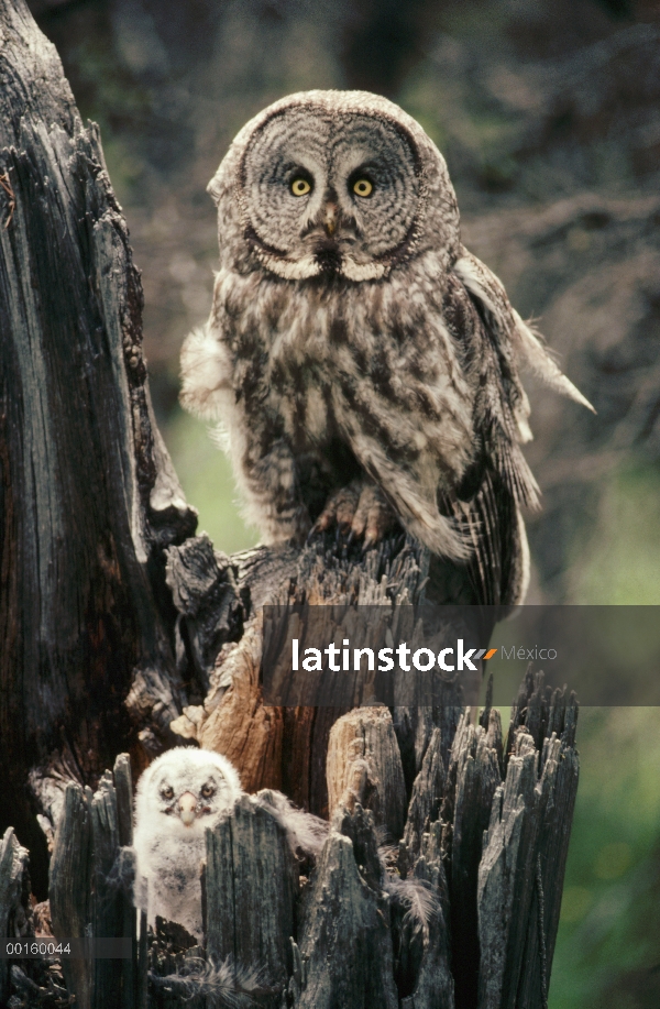 Gran padre de Gray Owl (Strix nebulosa) y Bigotona en nido en la parte superior de una pega en el ve