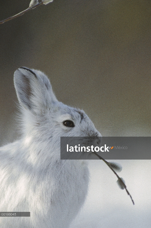 Raquetas de nieve liebres (Lepus americanus) alimentándose de Pussy Willow (Salix se descolora) rama