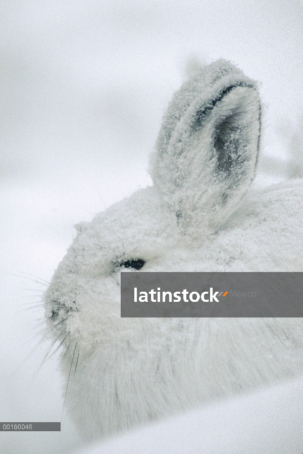 Raquetas de nieve liebres (Lepus americanus) camuflados en la nieve de invierno, Alaska