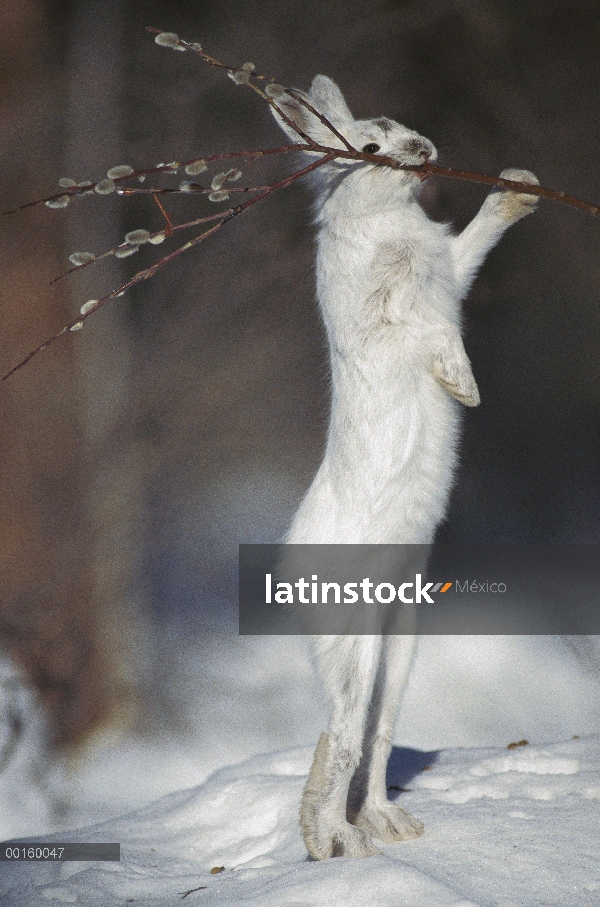 Raquetas de nieve liebres (Lepus americanus) alimentándose de Pussy Willow (Salix se descolora) en i