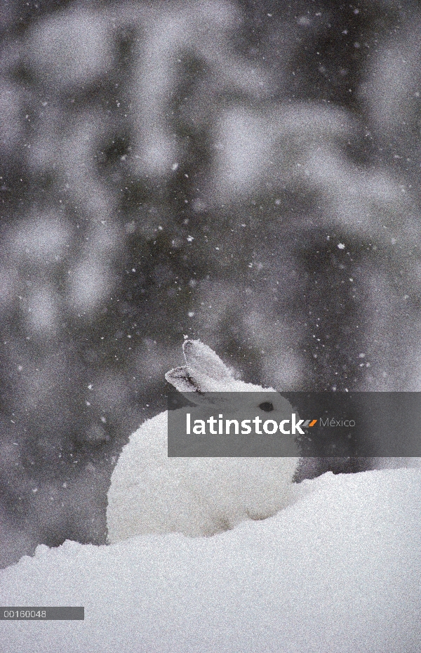 Raquetas de nieve liebres (Lepus americanus) en Nevada, Parque Nacional de Yellowstone, Wyoming