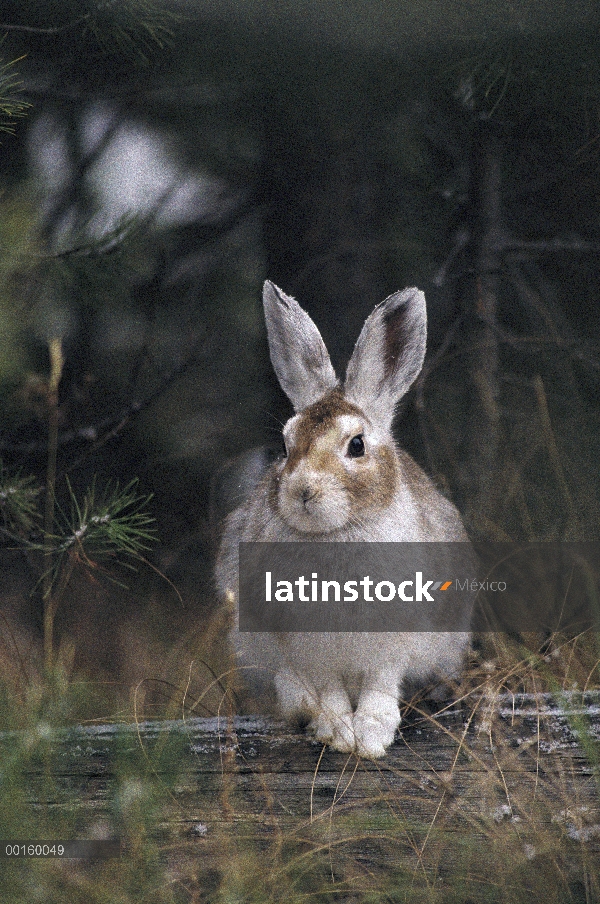 Raquetas de nieve liebres (Lepus americanus) con capa cambiando a camuflaje de invierno en otoño, Id