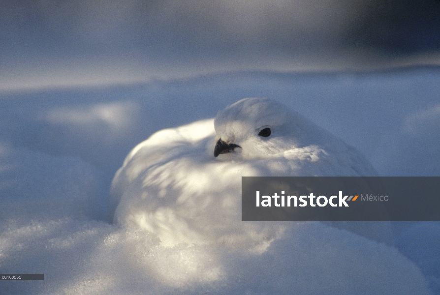 Sauce perdiz nival (Lagopus lagopus) con plumaje de invierno camuflado en madrigueras de la nieve, A