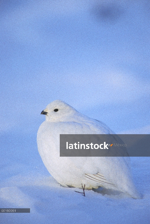 Sauce perdiz nival (Lagopus lagopus) en plumaje de invierno, Alaska