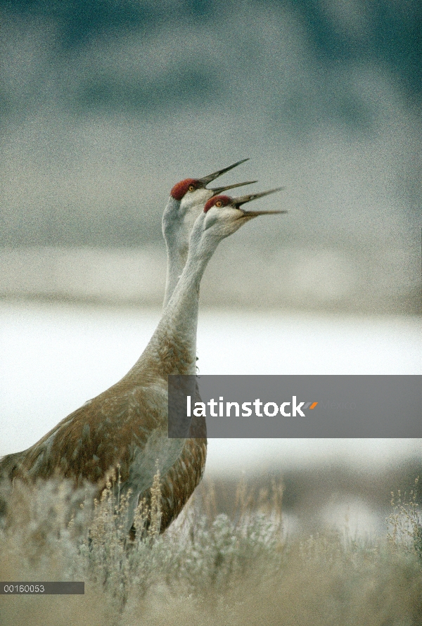 Pareja de Sandhill Crane (Grus canadensis) defendiendo su territorio con llamadas de advertencia en 