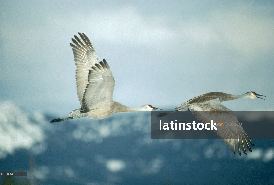 Par de Sandhill Crane (Grus canadensis) vuelan en la primavera, Idaho