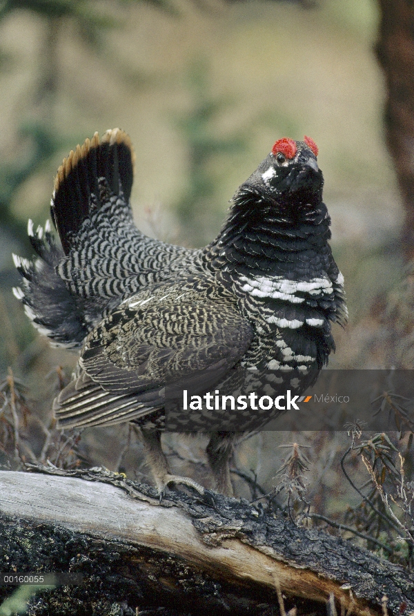 Spruce Grouse (Falcipennis canadensis) hombre cortejando, Alaska