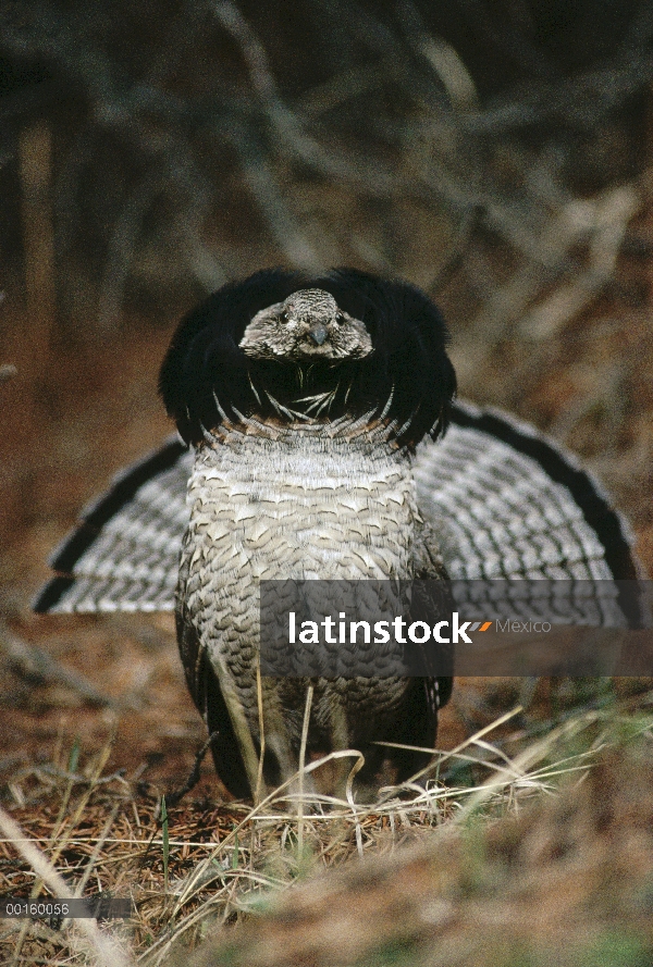 Macho Rufo Grouse (Bonasa umbellus) de exhibición de cortejo, Parque Nacional de Yellowstone, Wyomin