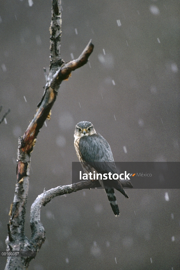 Esmerejón (Falco columbarius) percha en el árbol durante nevadas, primavera, Alaska