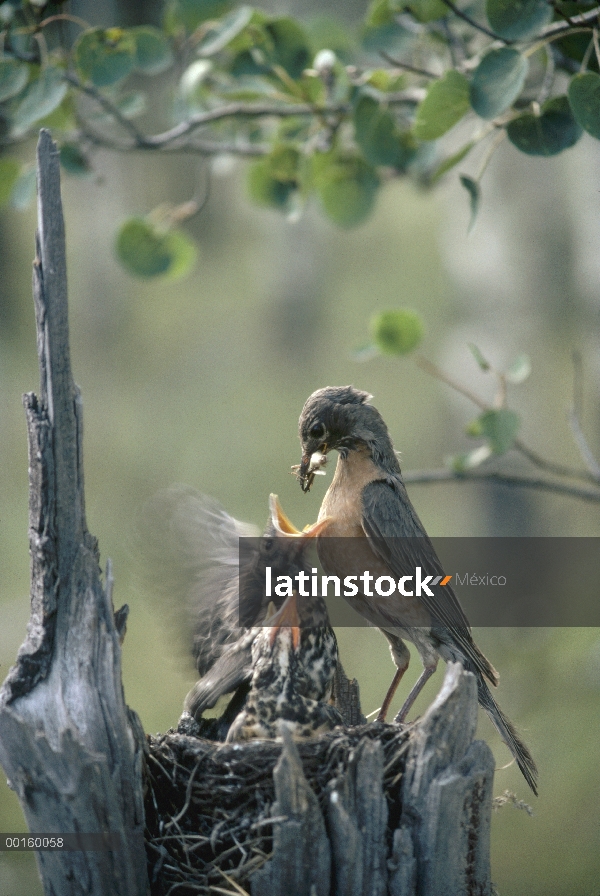 Padre petirrojo americano (Turdus migratorius) saltamontes alimenta a los pollitos en la cavidad del