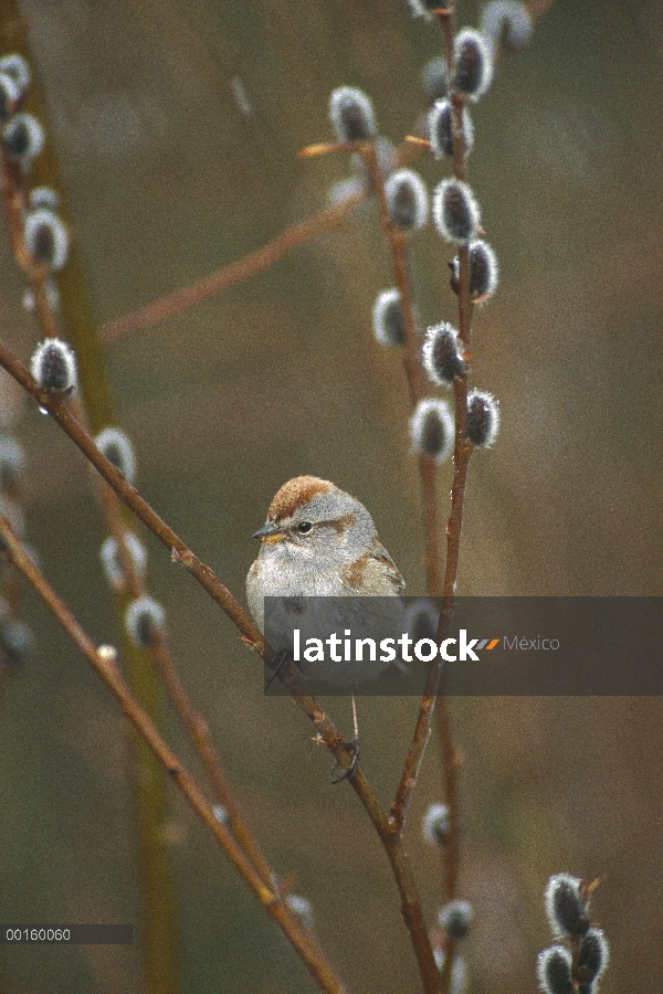 Gorrión americano (Spizella arborea) percha en Pussy Willow (Salix se descolora) durante nevadas, Al