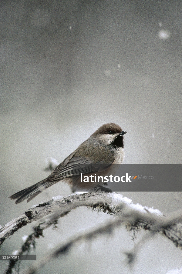 Chickadee boreal (Poecile hudsonicus) perchado en una rama de árbol durante nevadas en el invierno, 