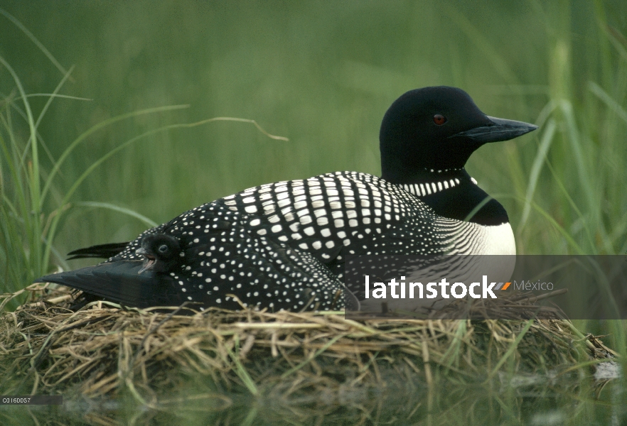 Común mujer de Loon (Gavia immer) en el nido con chick que debajo de su ala, verano, Wyoming