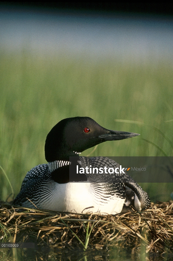 Padre común de Loon (Gavia immer) en el nido con pollos de un día de edad en el verano, Wyoming