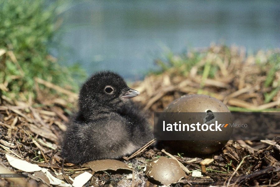 Polluelo de Loon (Gavia immer) común con la eclosión de los huevos en el nido en el verano, Wyoming