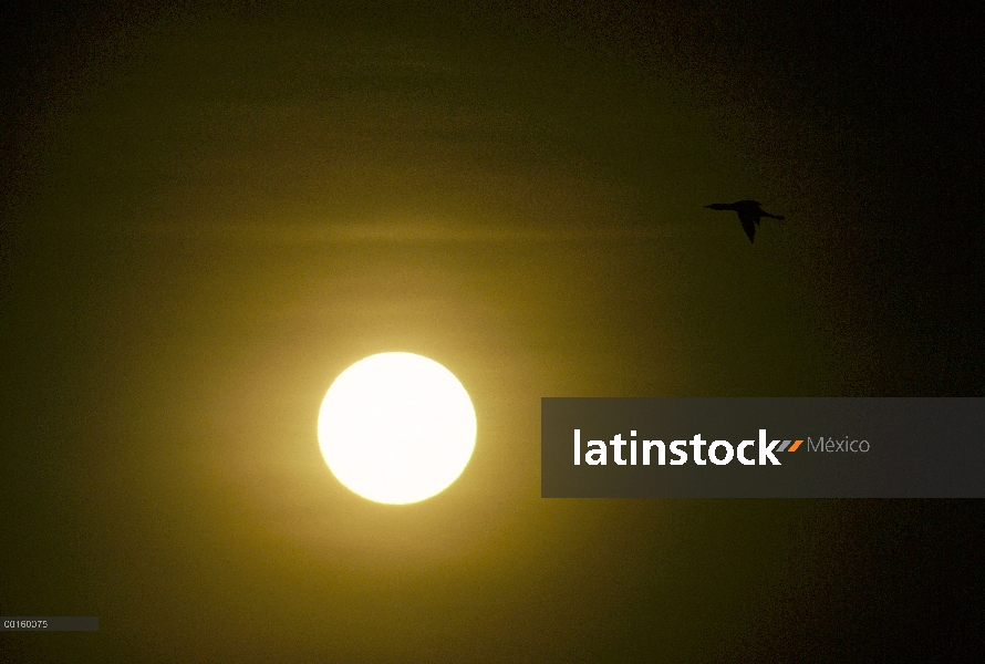 Común Loon (Gavia immer) en vuelo migratorio frente a puesta del sol en la primavera, Idaho