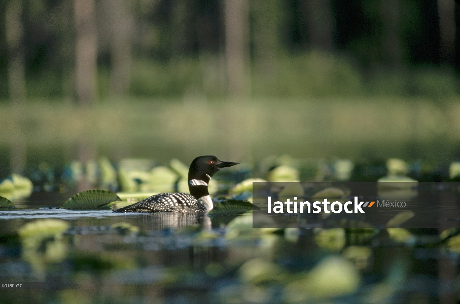 Común adulto de Loon (Gavia immer) en medio de cojines de lirio en el lago en el verano, Wyoming