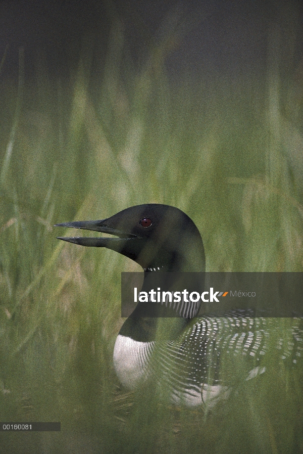 Padre común de Loon (Gavia immer) incubando los huevos en el nido, Wyoming