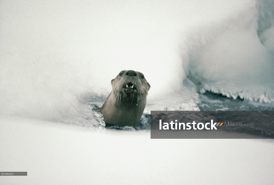 América del norte nutria de río (Lontra canadensis) de agua helada, río Salmon, Idaho