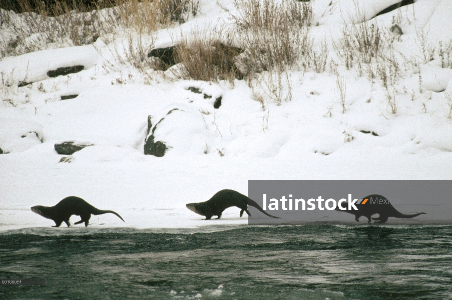 Trío de América del norte nutria de río (Lontra canadensis) corre a lo largo de la orilla del río en