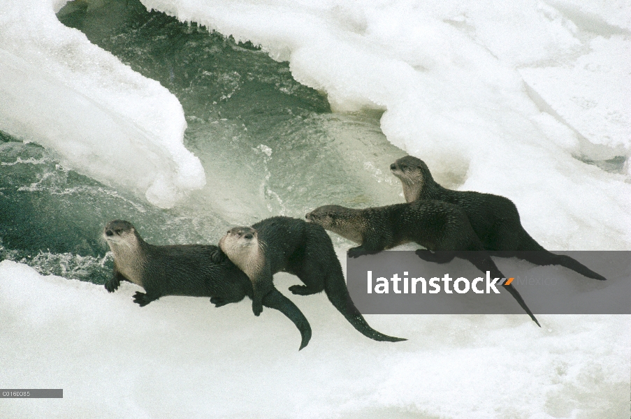 Grupo de América del norte nutria de río (Lontra canadensis) a lo largo de la orilla del río Nevado,