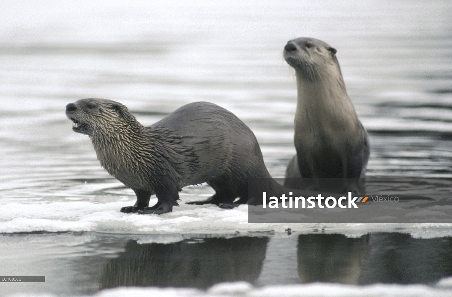 Par de América del norte nutria de río (Lontra canadensis) a lo largo de la orilla del río en la nie