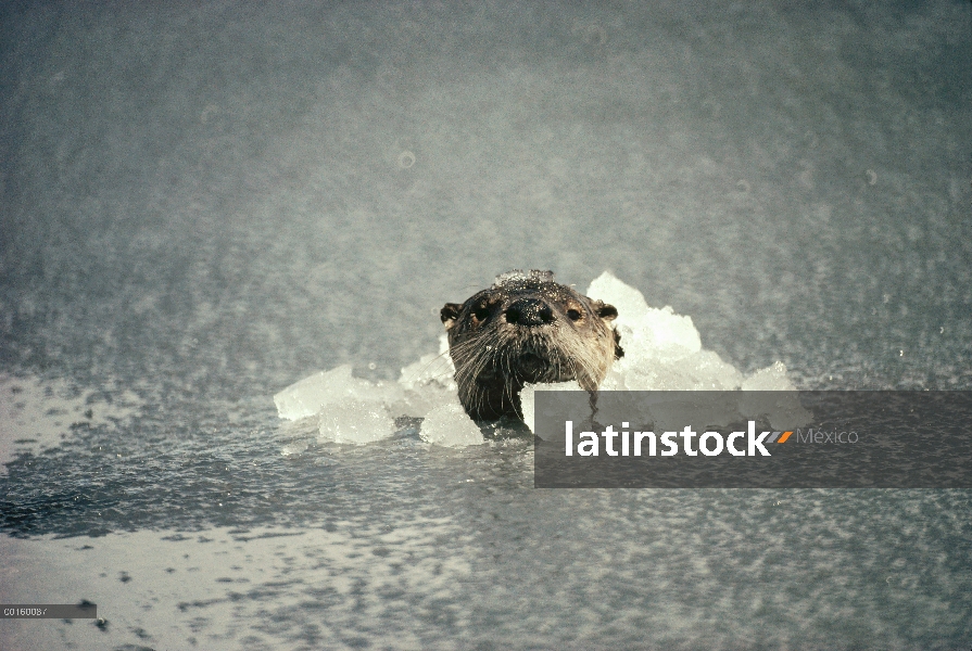 América del norte nutria de río (Lontra canadensis) romper el hielo de río mientras que pesca en la 