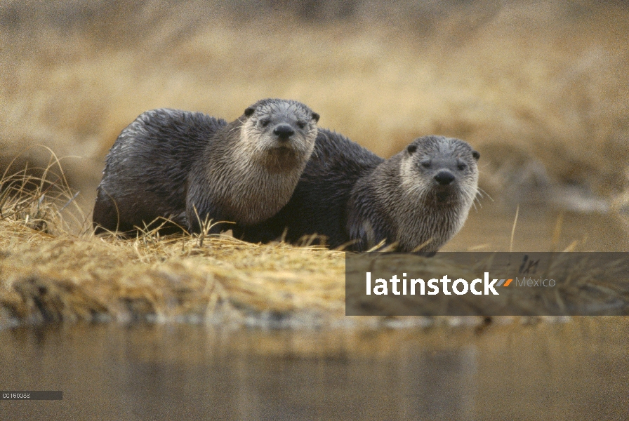 Par de América del norte nutria de río (Lontra canadensis) a lo largo de la orilla del río en el oto