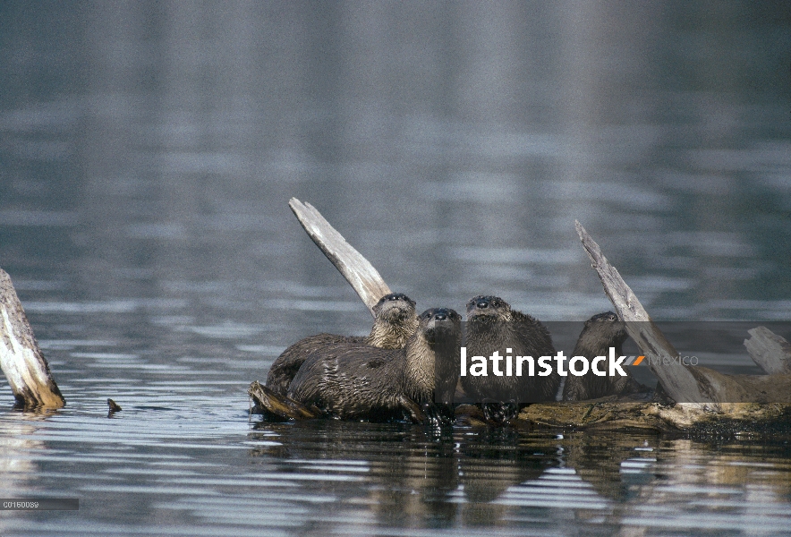 Familia de América del norte nutria de río (Lontra canadensis) descansando sobre troncos sumergidos 