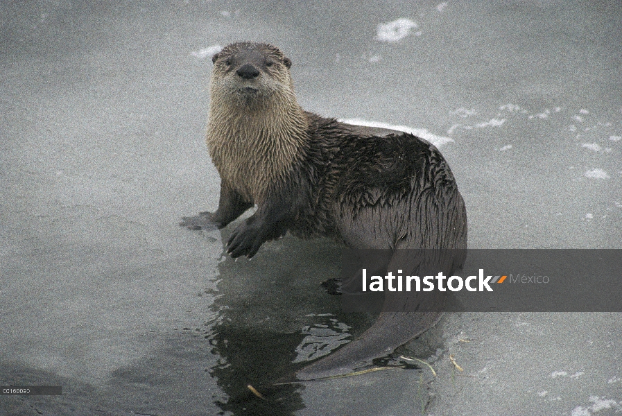 América del norte nutria de río (Lontra canadensis) en el helado río, Parque Nacional de Yellowstone