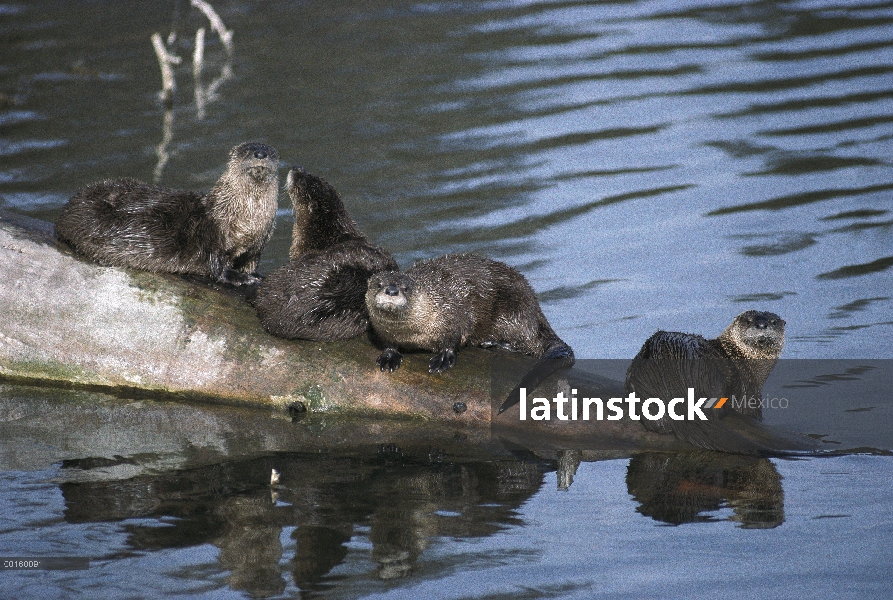 Familia de América del norte nutria de río (Lontra canadensis) descansando sobre registro parcialmen