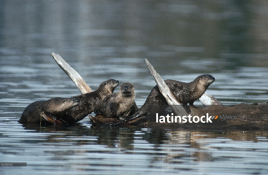 Familia de América del norte nutria de río (Lontra canadensis) descansando sobre troncos parcialment